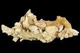 Exquisite Miniature Ammonite Fossil Cluster - France #92511-2